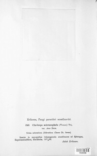 Claviceps purpurea image